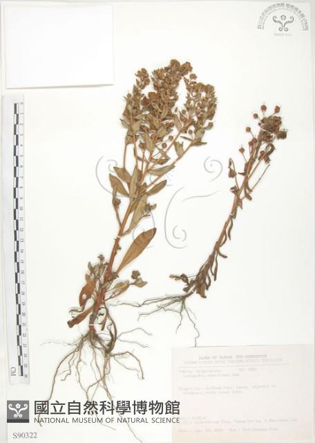 茅毛珍珠菜藏品圖，第1張