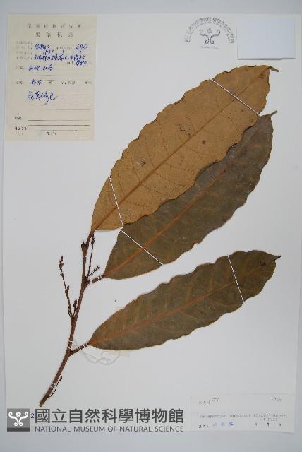 辛果漆藏品圖，第1張