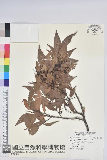 鞍馬山越橘藏品圖，第1張