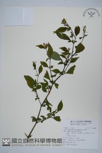 臺灣馬藍藏品圖，第1張