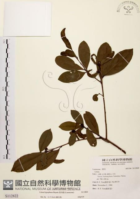 黃肉樹, 小梗木薑子藏品圖，第1張