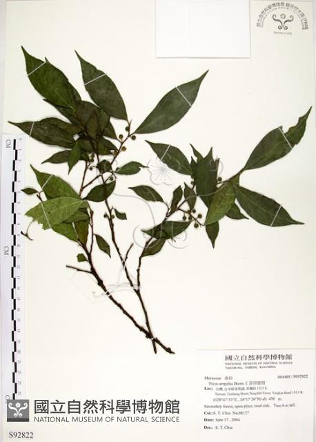 菲律賓榕藏品圖，第1張