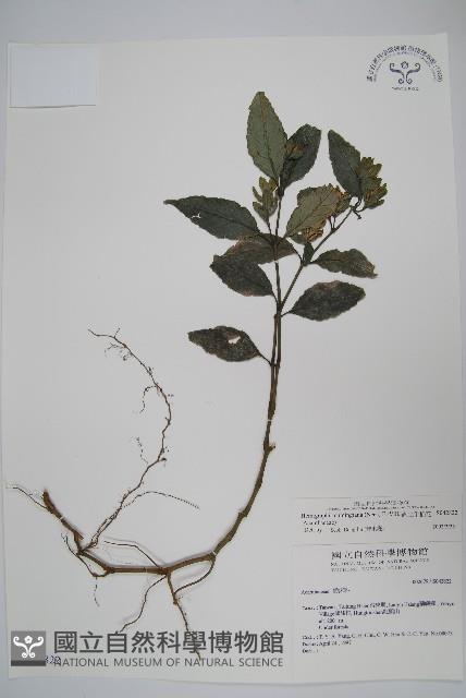 直立半插花藏品圖，第1張