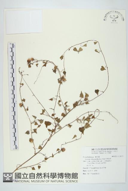 野牽牛藏品圖，第1張