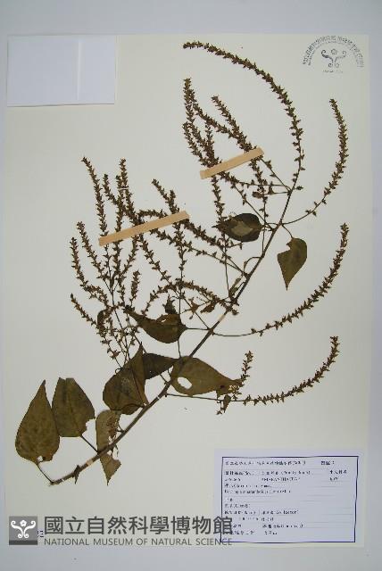 漿果莧、紐藤藏品圖，第1張