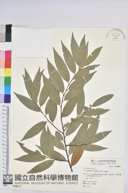 火燒柯、栲樹藏品圖，第1張