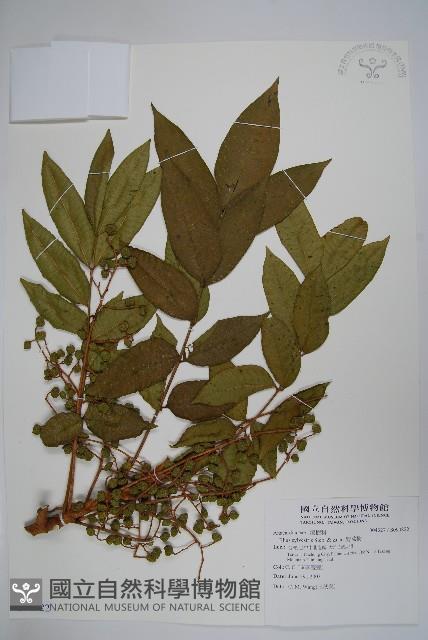 野漆樹藏品圖，第1張