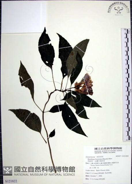 角桐草、台灣半蒴苣苔藏品圖，第1張