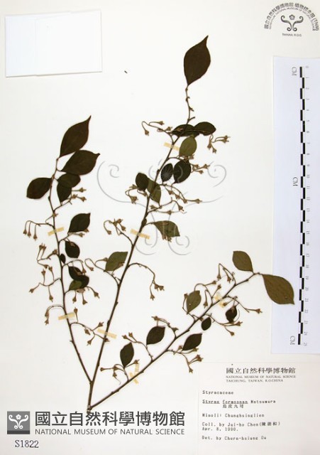 烏皮九芎、奮起湖野茉莉藏品圖，第1張