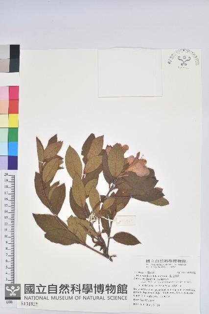 金毛杜鵑藏品圖，第1張