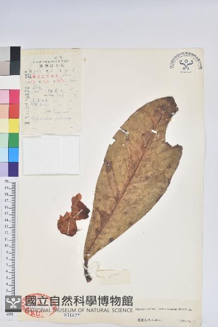 Accession Number:S031822 Collection Image