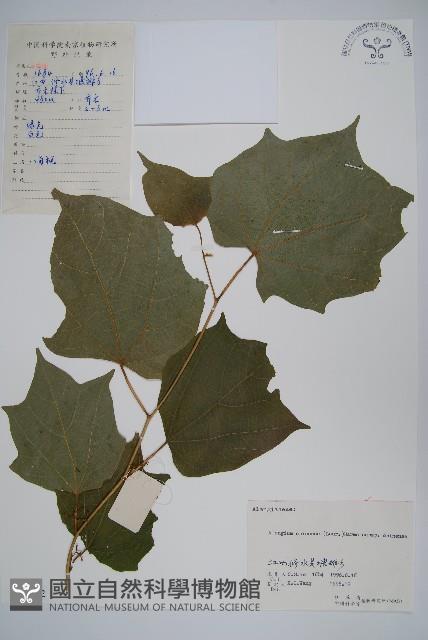 八角楓藏品圖，第1張