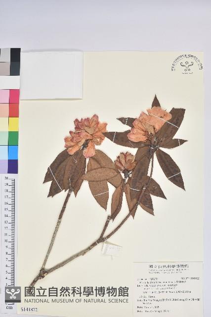 臺灣杜鵑藏品圖，第1張