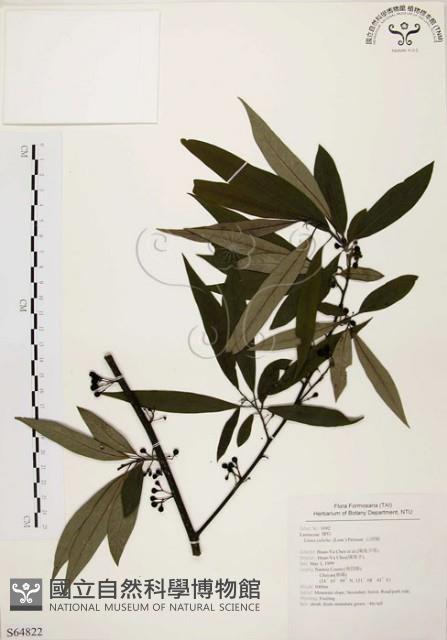 山胡椒藏品圖，第1張