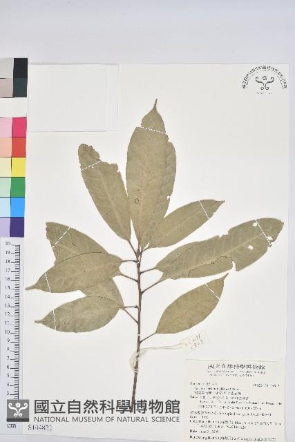 短尾葉石櫟、嶺南柯`東南石櫟藏品圖，第1張