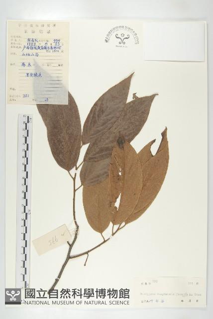 信宜柿藏品圖，第1張