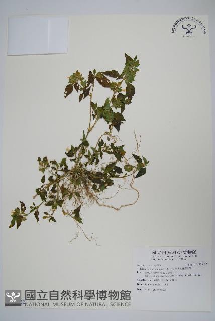 華九頭獅子草藏品圖，第1張