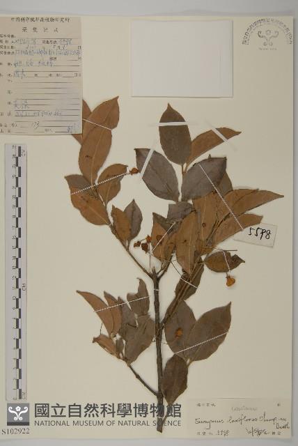 大丁黃藏品圖，第1張