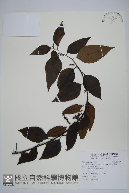 多子漿果莧藏品圖，第1張