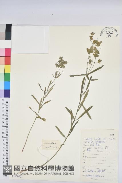 乳漿大戟藏品圖，第1張