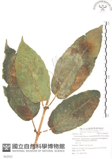 對葉榕藏品圖，第1張