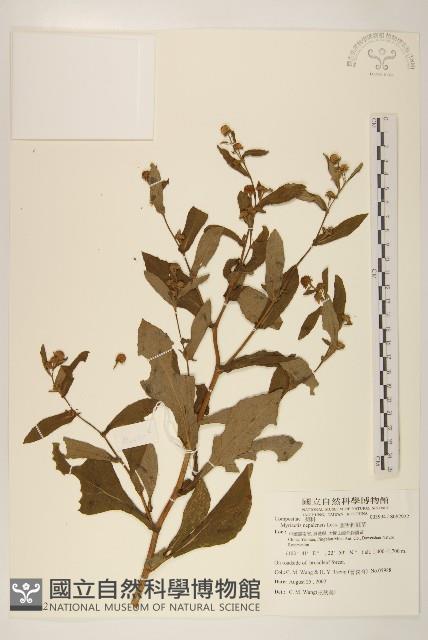 圓舌粘冠草藏品圖，第1張