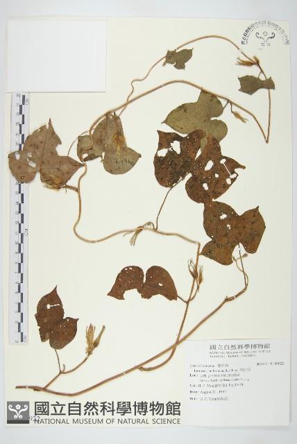 碗仔花藏品圖，第1張