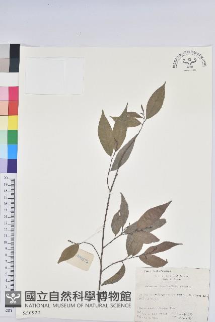 日本五月茶、南投五月茶藏品圖，第1張