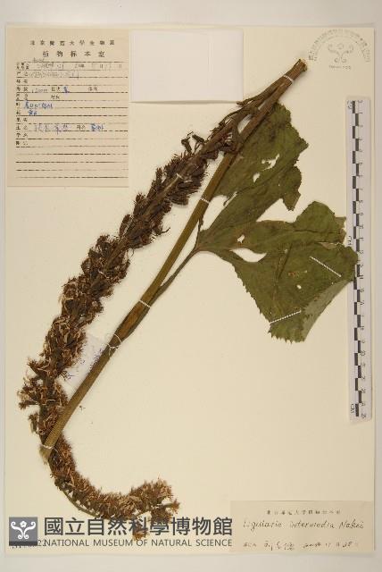 戟葉橐吾藏品圖，第1張