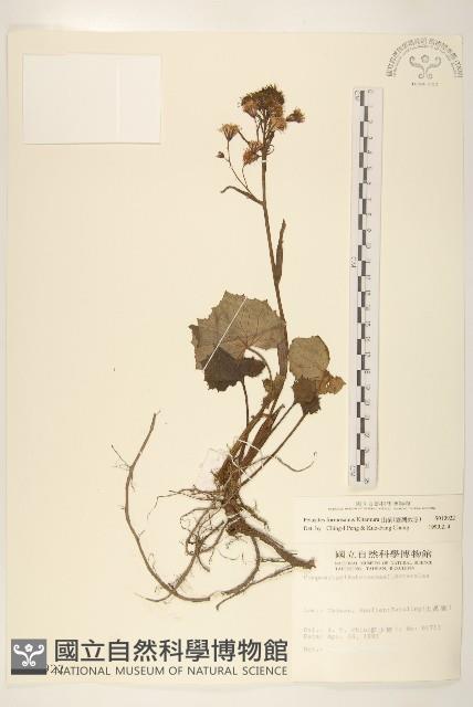 臺灣款冬藏品圖，第1張