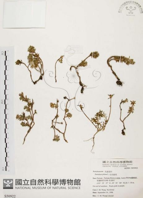 毛馬齒莧藏品圖，第1張