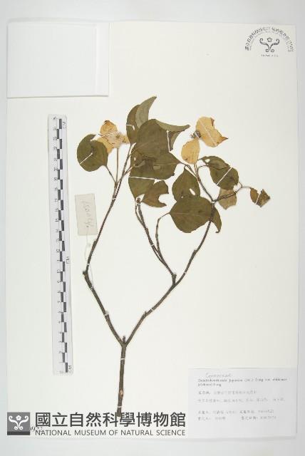 四照花藏品圖，第1張