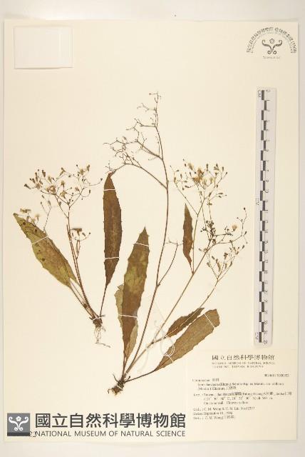 刀傷草藏品圖，第1張