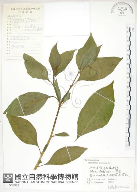 美洲商陸藏品圖，第1張