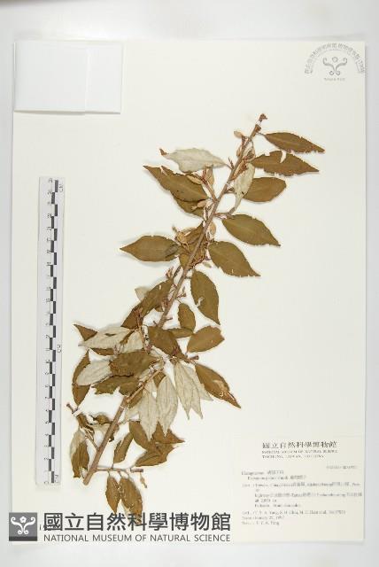 藤胡頹子藏品圖，第1張