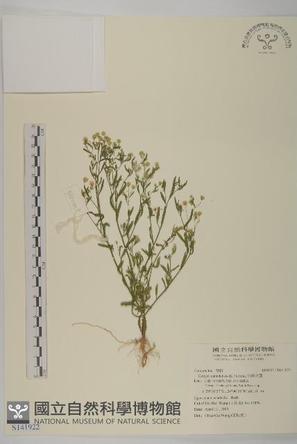 加拿大蓬藏品圖，第1張