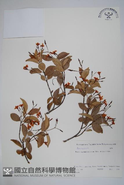 亞洲絡石藏品圖，第1張