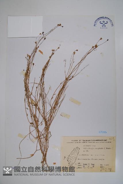 細葉蘭花參藏品圖，第1張