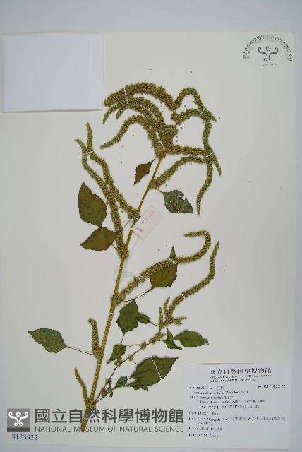 青莧藏品圖，第1張