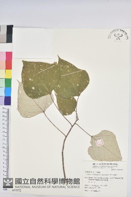 白匏子藏品圖，第1張