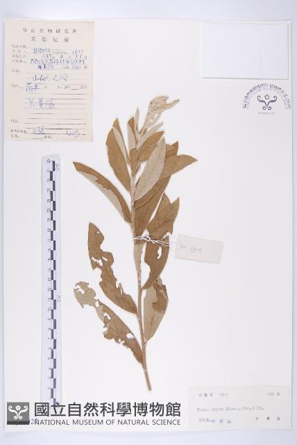 羊耳菊藏品圖，第1張