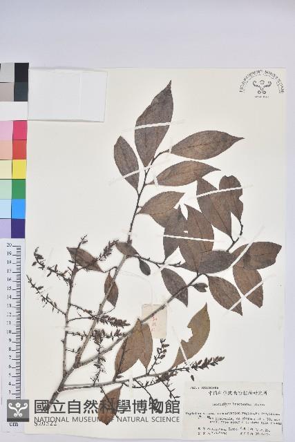 米飯花藏品圖，第1張