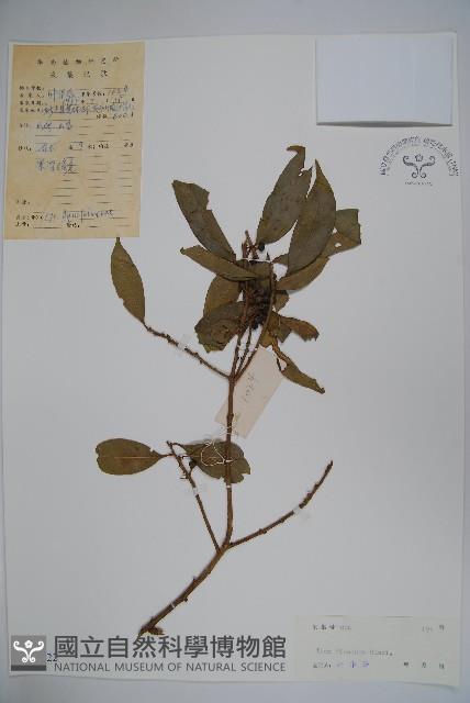 臺灣糊樗藏品圖，第1張