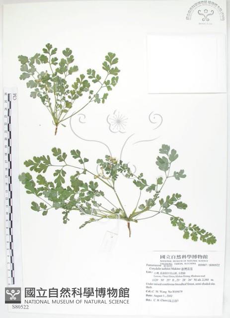 臺灣黃菫藏品圖，第1張