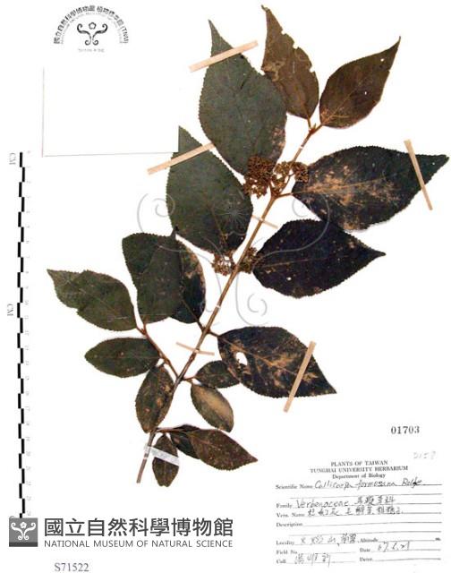 杜虹花，台灣紫珠藏品圖，第1張