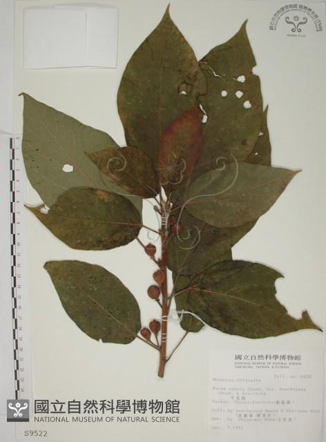 牛乳榕藏品圖，第1張