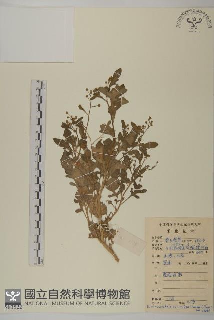 魚眼菊藏品圖，第1張