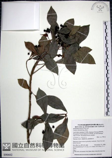 樹杞藏品圖，第1張