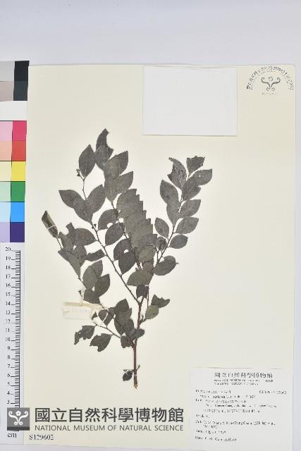 黑面神藏品圖，第1張