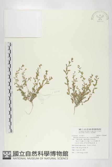 廣東葶藶藏品圖，第1張